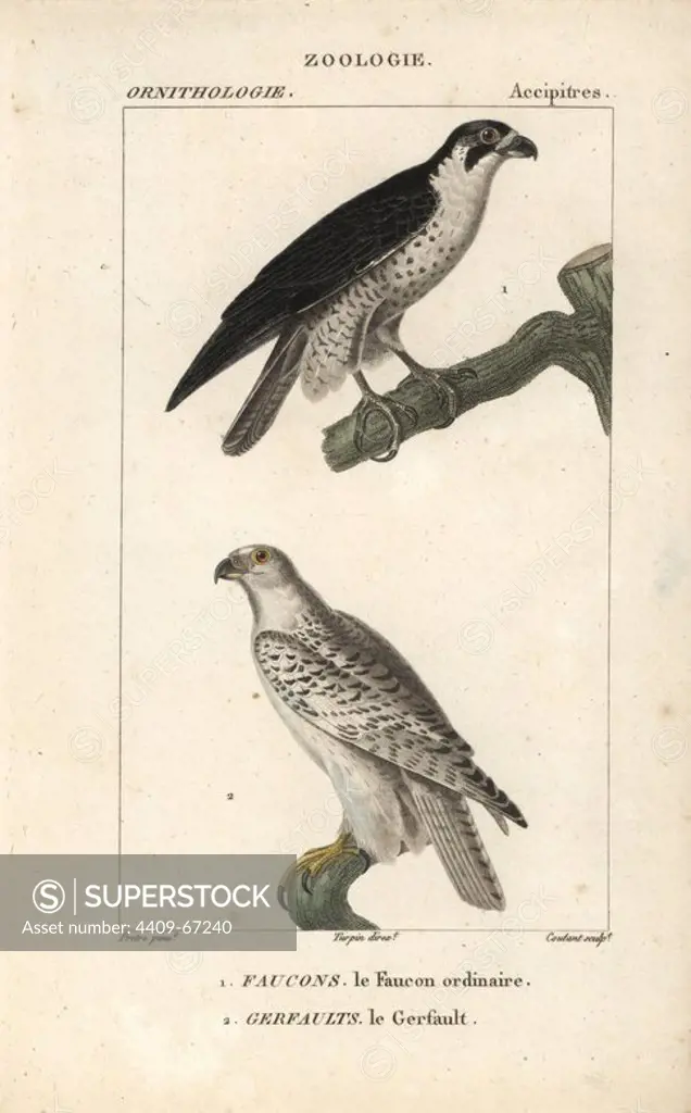 Peregrine falcon, Falco peregrinus, and gyrfalcon, Falco rusticolus. Handcoloured copperplate stipple engraving from Dumont de Sainte-Croix's "Dictionary of Natural Science: Ornithology," Paris, France, 1816-1830. Illustration by J. G. Pretre, engraved by David, directed by Pierre Jean-Francois Turpin, and published by F.G. Levrault. Jean Gabriel Pretre (1780~1845) was painter of natural history at Empress Josephine's zoo and later became artist to the Museum of Natural History. Turpin (1775-1840) is considered one of the greatest French botanical illustrators of the 19th century.