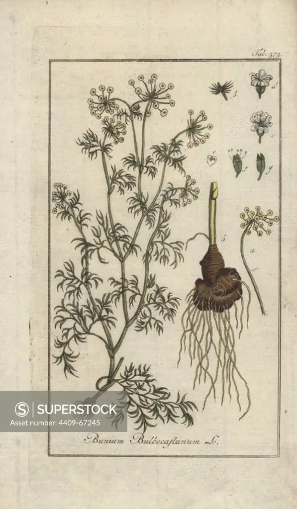 Great pignut, Bunium bulbocastanum. Handcoloured copperplate botanical engraving from Johannes Zorn's "Afbeelding der Artseny-Gewassen," Jan Christiaan Sepp, Amsterdam, 1796. Zorn first published his illustrated medical botany in Nurnberg in 1780 with 500 plates, and a Dutch edition followed in 1796 published by J.C. Sepp with an additional 100 plates. Zorn (1739-1799) was a German pharmacist and botanist who collected medical plants from all over Europe for his "Icones plantarum medicinalium" for apothecaries and doctors.