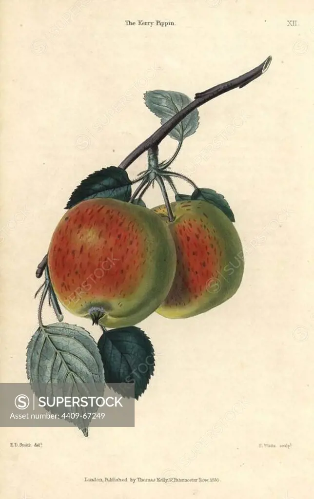 Scarlet fruit and leaves of the Kerry Pippin apple, Malus domestica. Hand-colored illustration by E.D. Smith engraved by Watts from Charles McIntosh's "Flora and Pomona" 1829. McIntosh (1794-1864) was a Scottish gardener to European aristocracy and royalty, and author of many book on gardening. E.D. Smith was a botanical artist who drew for Robert Sweet, Benjamin Maund, etc.