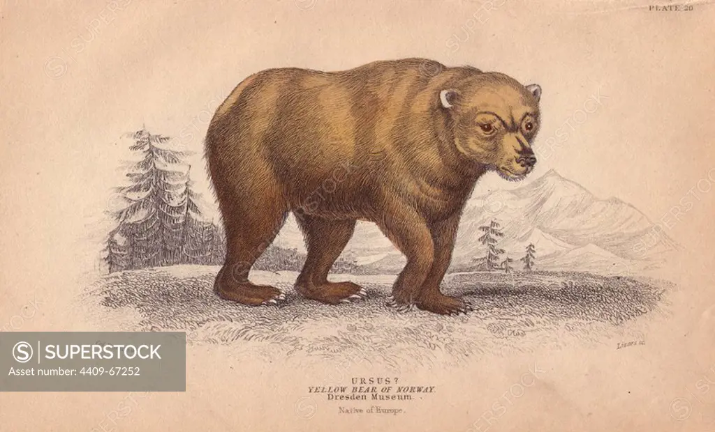 Yellow bear of Norway, Ursus arctos. "Copied from a specimen in Dresden Museum that appears to be a distinct variety of the brown bear." Handcoloured engraving on steel by William Lizars after an illustration by Colonel Charles Hamilton Smith from Sir William Jardine's "Naturalist's Library: Mammals," Edinburgh, 1834.
