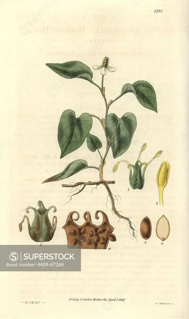 Houttuynia cordata. Cordate Houttuynia with white flowers native to Asia.. Illustration by WJ Hooker, engraved by Swan. Handcolored copperplate engraving from William Curtis's "The Botanical Magazine" 1827.. William Jackson Hooker (1785-1865) was an English botanist, writer and artist. He was Regius Professor of Botany at Glasgow University, and editor of Curtis' "Botanical Magazine" from 1827 to 1865. In 1841, he was appointed director of the Royal Botanic Gardens at Kew, and was succeeded by his son Joseph Dalton. Hooker documented the fern and orchid crazes that shook England in the mid-19th century in books such as "Species Filicum" (1846) and "A Century of Orchidaceous Plants" (1849). A gifted botanical artist himself, he wrote and illustrated "Flora Exotica" (1823) and several volumes of the "Botanical Magazine" after 1827.