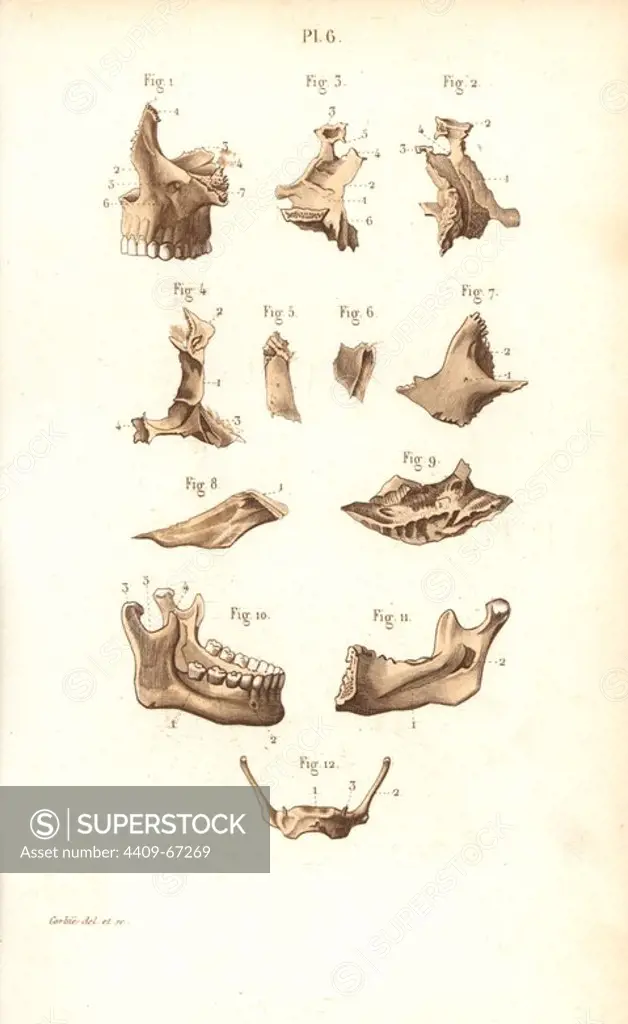 Jaw bones. Handcolored steel engraving by Corbie of a drawing by Corbie from Dr. Joseph Nicolas Masse's "Petit Atlas complet d'Anatomie descriptive du Corps Humain," Paris, 1864, published by Mequignon-Marvis. Masse's "Pocket Anatomy of the Human Body" was first published in 1848 and went through many editions.