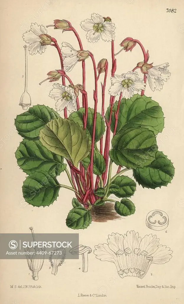 Shortia galacifolia, Oconee bells, native of Carolina. Hand-coloured botanical illustration drawn by Matilda Smith and lithographed by John Nugent Fitch from Joseph Dalton Hooker's "Curtis's Botanical Magazine," 1889, L. Reeve & Co. A second-cousin and pupil of Sir Joseph Dalton Hooker, Matilda Smith (1854-1926) was the main artist for the Botanical Magazine from 1887 until 1920 and contributed 2,300 illustrations.