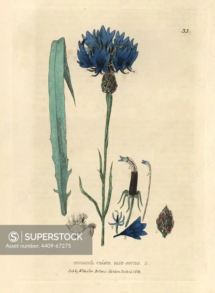Bluebottle or cornflower, Centaurea cyanus. Handcoloured copperplate engraving from a drawing by Isaac Russell from William Baxter's "British Phaenogamous Botany" 1834. Scotsman William Baxter (1788-1871) was the curator of the Oxford Botanic Garden from 1813 to 1854.