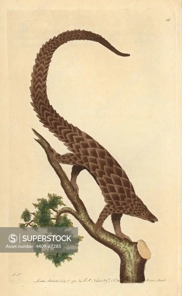 Four-toed manis, Long-tailed Pangolin or Black-bellied Pangolin. Manis tetradactyla. Scaly anteater native to Africa and Asia.. Illustration signed SN (George Shaw and Frederick Nodder).. Handcolored copperplate engraving from George Shaw and Frederick Nodder's "The Naturalist's Miscellany" 1790.. Frederick Polydore Nodder (1751~1801) was a gifted natural history artist and engraver. Nodder honed his draftsmanship working on Captain Cook and Joseph Banks' Florilegium and engraving Sydney Parkinson's sketches of Australian plants. He was made "botanic painter to her majesty" Queen Charlotte in 1785. Nodder also drew the botanical studies in Thomas Martyn's Flora Rustica (1792) and 38 Plates (1799). Most of the 1,064 illustrations of animals, birds, insects, crustaceans, fishes, marine life and microscopic creatures for the Naturalist's Miscellany were drawn, engraved and published by Frederick Nodder's family. Frederick himself drew and engraved many of the copperplates until his death