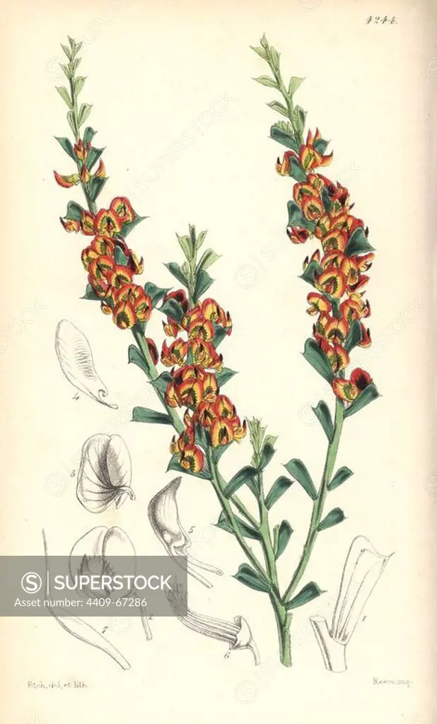 Hatchet-leaved daviesa, Daviesa physodes. Hand-coloured botanical illustration drawn and lithographed by Walter Hood Fitch for Sir William Jackson Hooker's "Curtis's Botanical Magazine," London, Reeve Brothers, 1846. Fitch (1817~1892) was a tireless Scottish artist who drew over 2,700 lithographs for the "Botanical Magazine" starting from 1834.