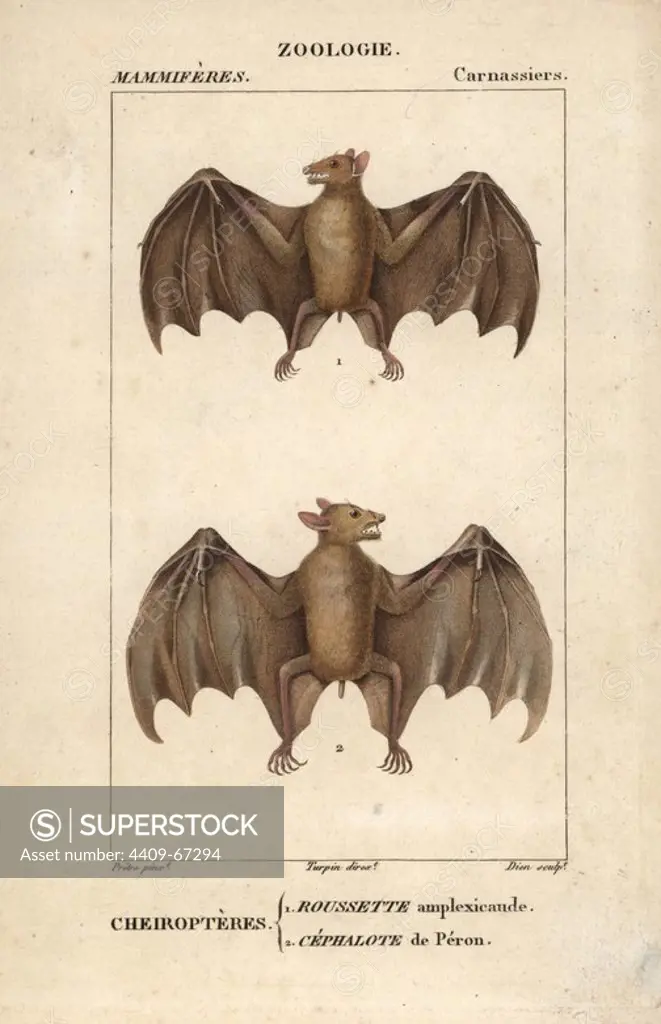 Geoffroy's rousette bat, Rousettus amplexicaudatus, and western naked-backed fruit bat, Dobsonia peronii. Handcoloured copperplate stipple engraving from Frederic Cuvier's "Dictionary of Natural Science: Mammals," Paris, France, 1816. Illustration by J. G. Pretre, engraved by Dien, directed by Pierre Jean-Francois Turpin, and published by F.G. Levrault. Jean Gabriel Pretre (1780~1845) was painter of natural history at Empress Josephine's zoo and later became artist to the Museum of Natural History. Turpin (1775-1840) is considered one of the greatest French botanical illustrators of the 19th century.