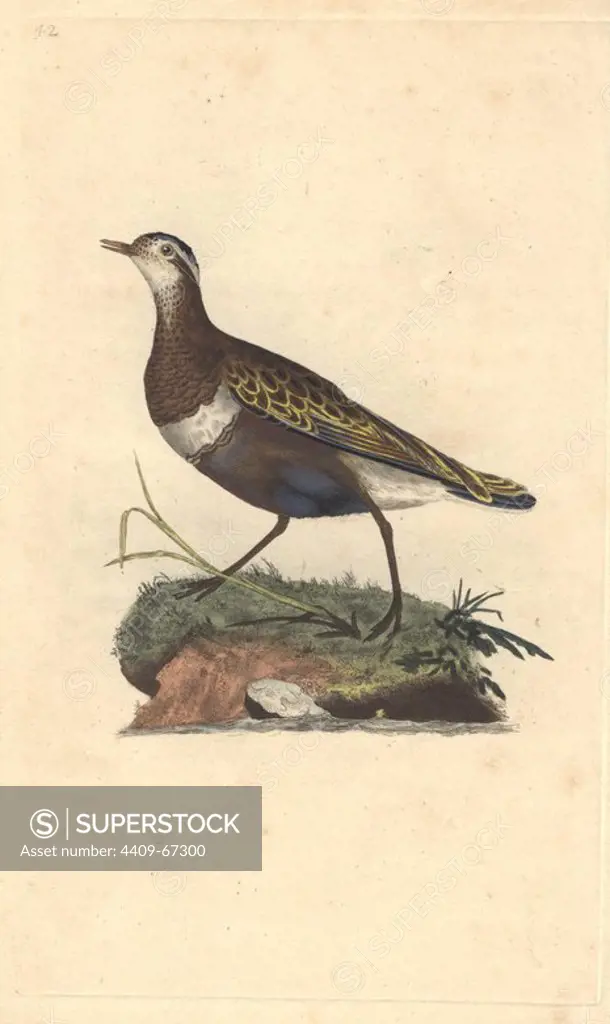 Dotterel pictured walking on a riverbank. "Proverbially stupid birds, and easily taken in a net or shot.". Eudromias morinellus (Charadrius morinellus). Edward Donovan (1768-1837) was an Anglo-Irish amateur zoologist, writer, artist and engraver. He wrote and illustrated a series of volumes on birds, fish, shells and insects, opened his own museum of natural history in London, but later he fell on hard times and died penniless.. Handcolored copperplate engraving from Edward Donovan's "The Natural History of British Birds" (1794-1819).