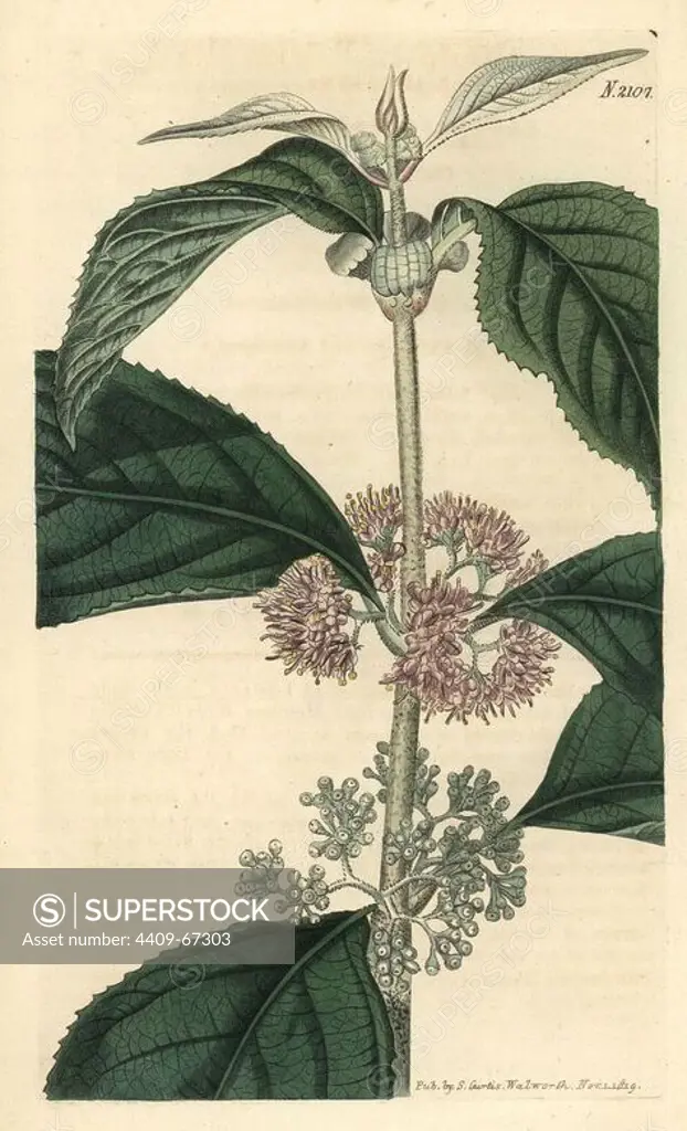 Malabar hoary callicarpa, Callicarpa cana. Handcoloured copperplate engraving drawn by John Curtis and engraved by Weddell from "Curtis's Botanical Magazine"1819, Samuel Curtis, Walworth, London.