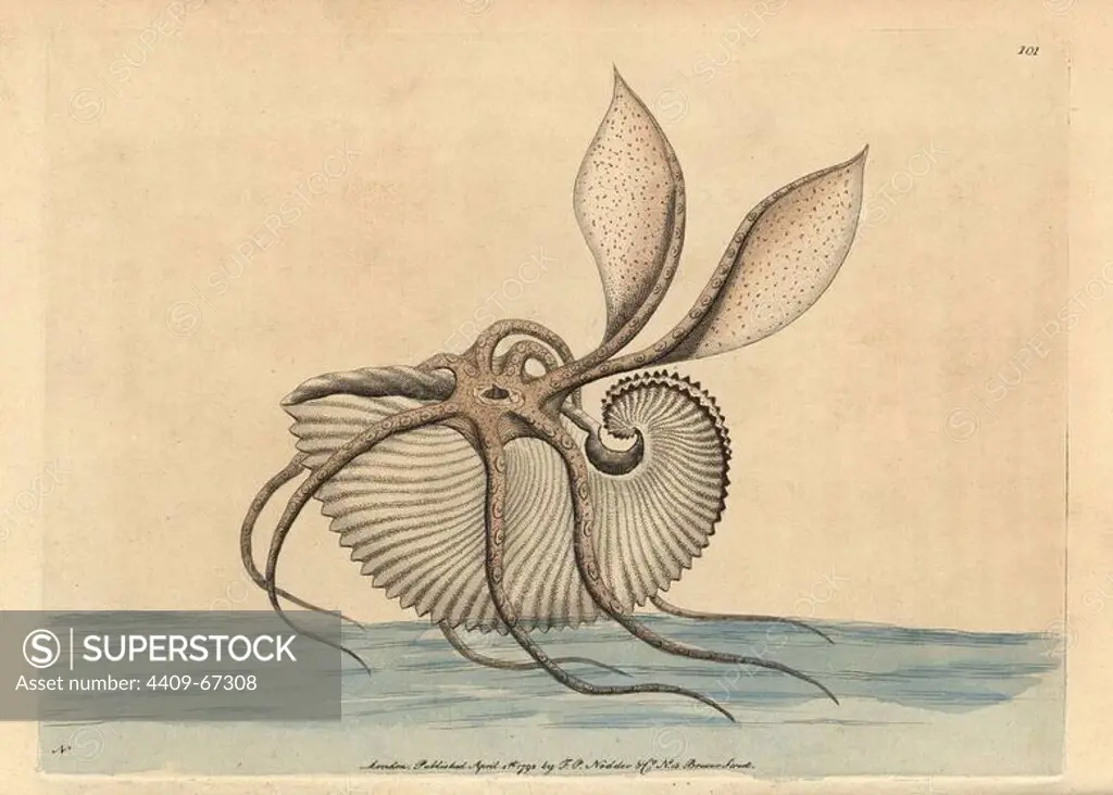 Greater argonaut octopus, Argonauto argo. Illustration signed N (Frederick Nodder).. Handcolored copperplate engraving from George Shaw and Frederick Nodder's "The Naturalist's Miscellany" 1792.. Frederick Polydore Nodder (1751~1801) was a gifted natural history artist and engraver. Nodder honed his draftsmanship working on Captain Cook and Joseph Banks' Florilegium and engraving Sydney Parkinson's sketches of Australian plants. He was made "botanic painter to her majesty" Queen Charlotte in 1785. Nodder also drew the botanical studies in Thomas Martyn's Flora Rustica (1792) and 38 Plates (1799). Most of the 1,064 illustrations of animals, birds, insects, crustaceans, fishes, marine life and microscopic creatures for the Naturalist's Miscellany were drawn, engraved and published by Frederick Nodder's family. Frederick himself drew and engraved many of the copperplates until his death. His wife Elizabeth is credited as publisher on the volumes after 1801. Their son Richard Polydore (17