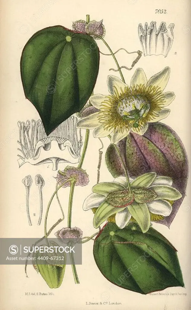 Passiflora hahnii, yellow passionflower native to Mexico. Hand-coloured botanical illustration drawn by Matilda Smith and lithographed by E. Bates from Joseph Dalton Hooker's "Curtis's Botanical Magazine," 1889, L. Reeve & Co. A second-cousin and pupil of Sir Joseph Dalton Hooker, Matilda Smith (1854-1926) was the main artist for the Botanical Magazine from 1887 until 1920 and contributed 2,300 illustrations.