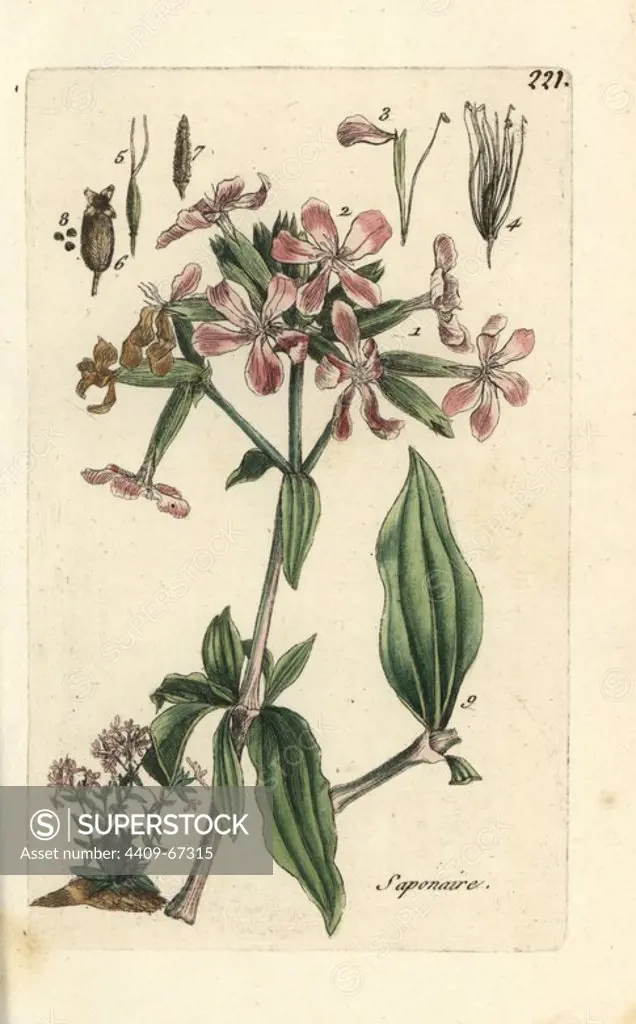 Soapwort, Saponaria officinalis. Handcoloured botanical drawn and engraved by Pierre Bulliard from his own "Flora Parisiensis," 1776, Paris, P. F. Didot. Pierre Bulliard (1752-1793) was a famous French botanist who pioneered the three-colour-plate printing technique. His introduction to the flowers of Paris included 640 plants.