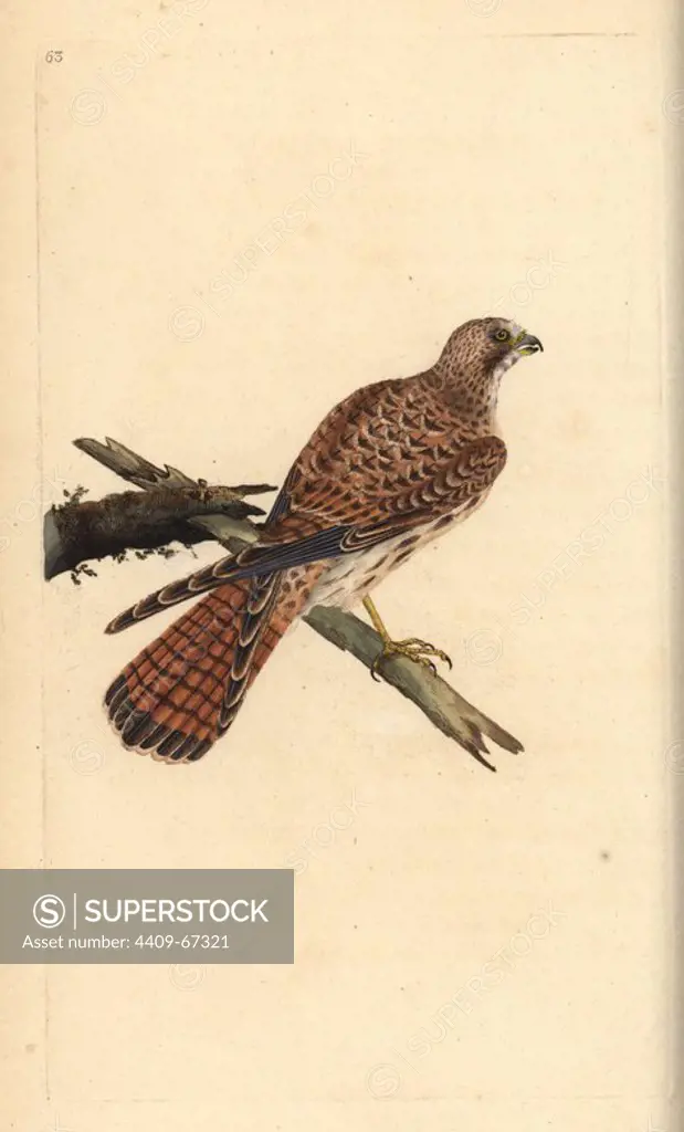 Kestrel, Falco tinnunculus, female. Handcoloured copperplate drawn and engraved by Edward Donovan from his own "Natural History of British Birds," London, 1794-1819. Edward Donovan (1768-1837) was an Anglo-Irish amateur zoologist, writer, artist and engraver. He wrote and illustrated a series of volumes on birds, fish, shells and insects, opened his own museum of natural history in London, but later he fell on hard times and died penniless.