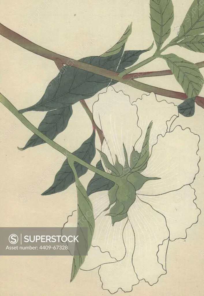 Large white peony flower (underside) with green stem and dark green leaves. Paeonia albiflora. Shakuyaku. Colour-printed woodblock engraving by Kan'en Iwasaki from "Honzo Zufu," an Illustrated Guide to Medicinal Plants, 1884. Iwasaki (1786-1842) was a Japanese botanist, entomologist and zoologist. He was one of the first Japanese botanists to incorporate western knowledge into his studies.