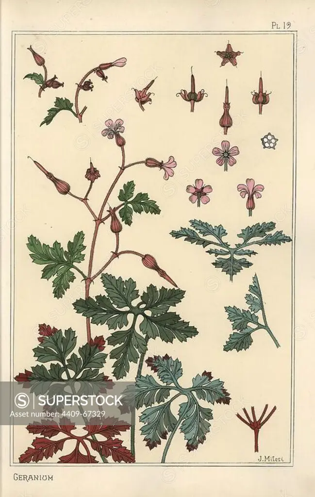 Botanical illustration of a geranium flower, petals, leaves. Lithograph by J. Milesi with pochoir (stencil) handcoloring from Eugene Grasset's Plants and their Application to Ornament, Paris, 1897. Grasset (1841-1917) was a Swiss artist whose innovative designs inspired the art nouveau movement at the end of the 19th century.