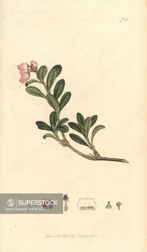 Red-trailing bearberry, Arctostaphylos uva-ursi. Handcoloured copperplate engraving from a drawing by James Sowerby for Smith's "English Botany," London, 1800. Sowerby was a tireless illustrator of natural history books and illustrated books on botany, mycology, conchology and geology.