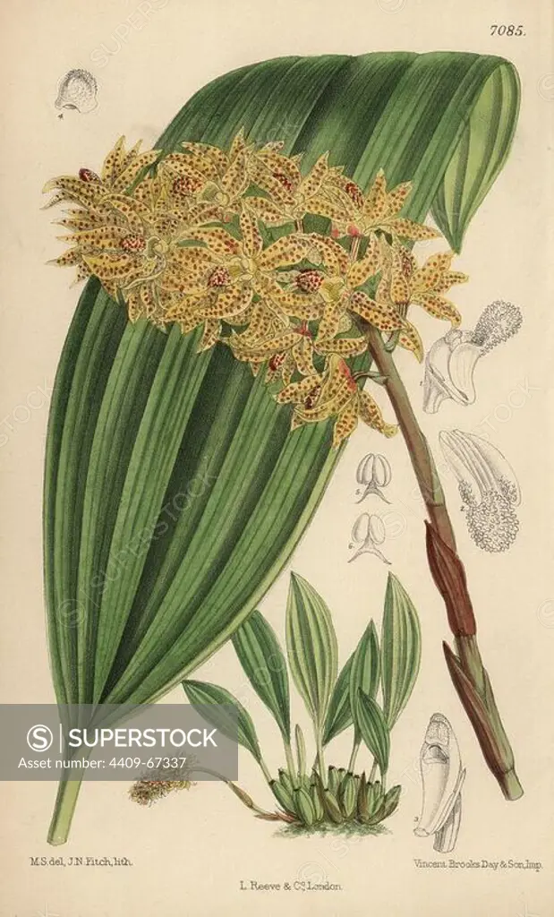 Xylobium leontoglossum, spotted orchid native to New Grenada. Hand-coloured botanical illustration drawn by Matilda Smith and lithographed by John Nugent Fitch from Joseph Dalton Hooker's "Curtis's Botanical Magazine," 1889, L. Reeve & Co. A second-cousin and pupil of Sir Joseph Dalton Hooker, Matilda Smith (1854-1926) was the main artist for the Botanical Magazine from 1887 until 1920 and contributed 2,300 illustrations.