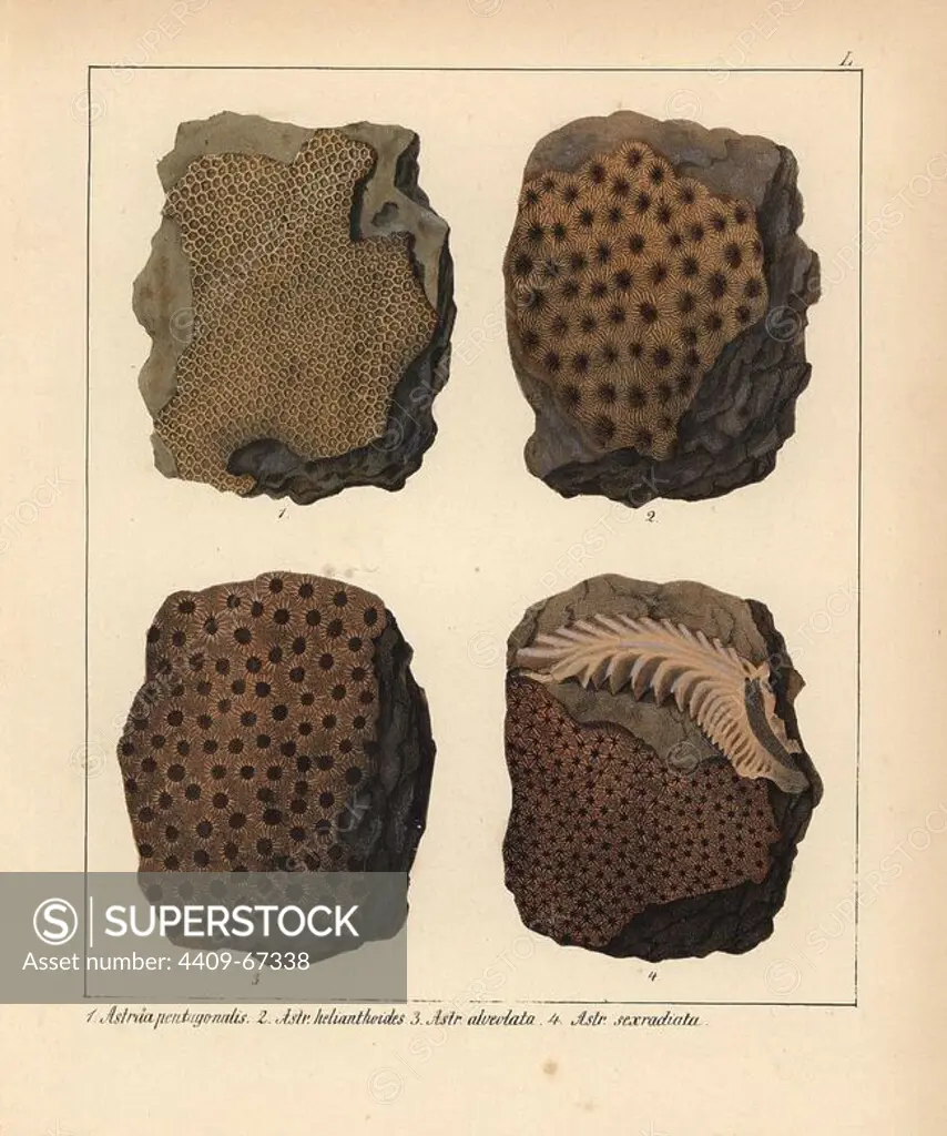 Astraea pentagonalis, A. helianthoides, A. alveolata, A. sexradiata. Handcoloured lithograph by an unknown artist from Dr. F.A. Schmidt's "Petrefactenbuch," published in Stuttgart, Germany, 1855 by Verlag von Krais & Hoffmann. Dr. Schmidt's "Book of Petrification" introduced fossils and palaeontology to both the specialist and general reader.