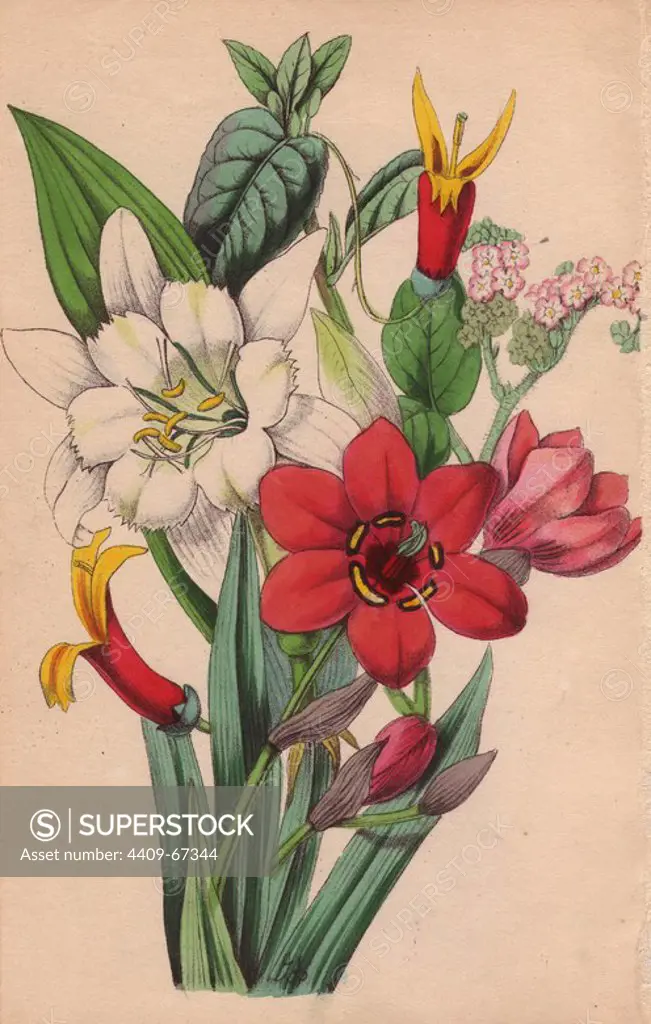 Streptanthera, tournefortia, siphocampylos and ismene. Lithograph designed and coloured by James Andrews from Robert Tyas' "Flowers from Foreign Lands," London, 1853, Houlston and Stoneman. Little is known about the artist James Andrews (1801~1876) apart from his work. This gifted artist taught flower-painting to young ladies and published a treatise Lessons in Flower Painting in 1835. Blunt calls him "an illustrator of sentimental flower books," but admits that he was "very talented." His signature JA can be found in many botanical gift books for publisher Robert Tyas from The Sentiment of Flowers (1836) to Flowers from Foreign Lands (1853). He went on to illustrate Mrs. Lee's Trees, Plants and Flowers (1854), Edward Henderson's Illustrated Bouquet (1857~1864), and Rev. Honywood Dombrain's Floral Magazine (1862~1866). He also provided the illustrations for the gardening magazine The Florist, Fruitist and Garden Miscellany, which ran from 1848 to 1857.