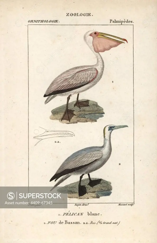 Great white pelican, Pelecanus onocrotalus, and northern gannet, Morus bassanus. Handcoloured copperplate stipple engraving from Dumont de Sainte-Croix's "Dictionary of Natural Science: Ornithology," Paris, France, 1816-1830. Illustration by J. G. Pretre, engraved by Massard, directed by Pierre Jean-Francois Turpin, and published by F.G. Levrault. Jean Gabriel Pretre (1780~1845) was painter of natural history at Empress Josephine's zoo and later became artist to the Museum of Natural History. Turpin (1775-1840) is considered one of the greatest French botanical illustrators of the 19th century.