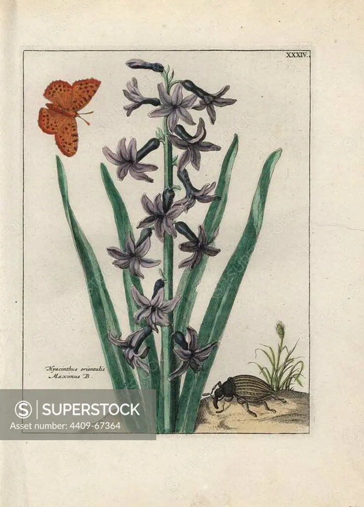 Hyacinth, Hyacinthus orientalis Maximus B, with butterfly and beetle. Handcoloured copperplate botanical engraving from "Nederlandsch Bloemwerk" (Dutch Flower Arrangements), Amsterdam, J.B. Elwe, 1794. Illustration copied from a work by one of the outstanding French flower painters of the 17th century, Nicolas Robert (1614-1685), entitled "Variae ac multiformes florum species.. Diverses fleurs," Paris, 1660.