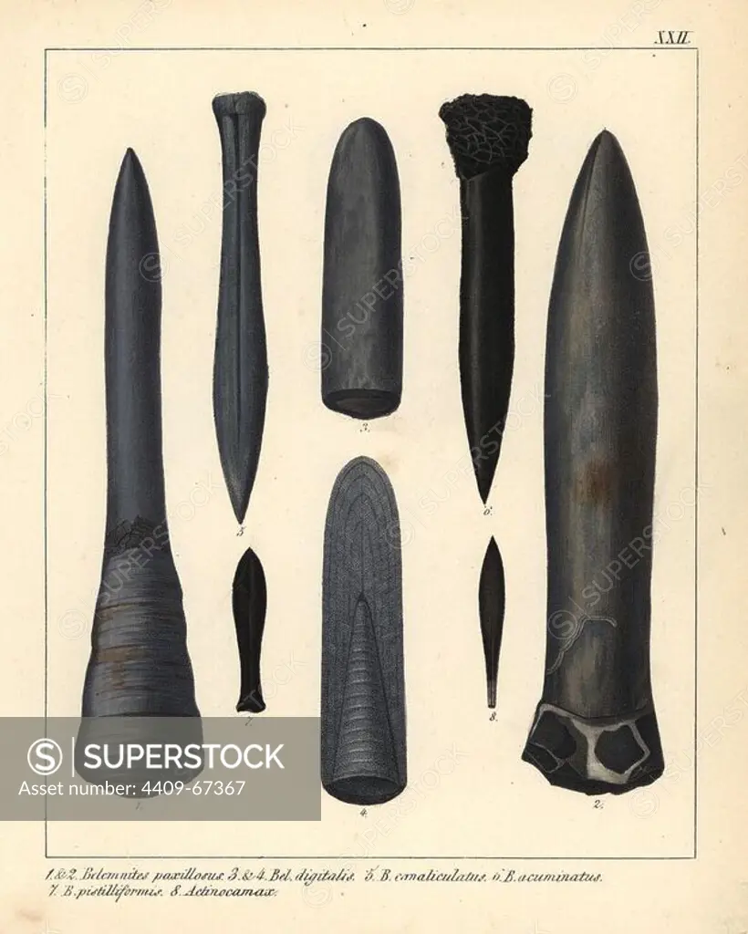 Fossils of extinct marine cephalopods, ancestors to the squid and cuttlefish, from the Jurassic period. Belemnites paxillosus, B. digitalis, B. canaliculatus, B. acuminatus, B. pistilliformis and Actinocamax. Handcoloured lithograph by an unknown artist from Dr. F.A. Schmidt's "Petrefactenbuch," published in Stuttgart, Germany, 1855 by Verlag von Krais & Hoffmann. Dr. Schmidt's "Book of Petrification" introduced fossils and palaeontology to both the specialist and general reader.