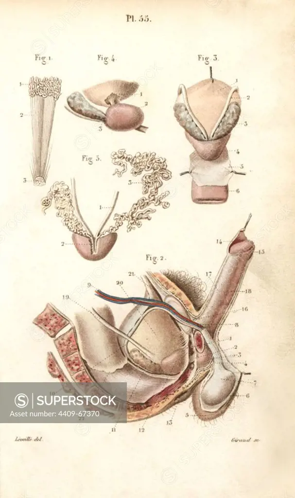 Pelvic organs: scrotum, penis, prostate. Handcolored steel engraving by Giraud of a drawing by Leveille from Dr. Joseph Nicolas Masse's "Petit Atlas complet d'Anatomie descriptive du Corps Humain," Paris, 1864, published by Mequignon-Marvis. Masse's "Pocket Anatomy of the Human Body" was first published in 1848 and went through many editions.