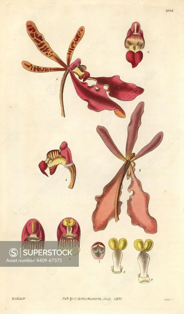 Scarlet renanthera, Renanthera coccinea. Illustration drawn by William Jackson Hooker, engraved by Swan. Handcolored copperplate engraving from William Curtis's "The Botanical Magazine," Samuel Curtis, 1830. Hooker (1785-1865) was an English botanist, writer and artist. He was Regius Professor of Botany at Glasgow University, and editor of Curtis' "Botanical Magazine" from 1827 to 1865. In 1841, he was appointed director of the Royal Botanic Gardens at Kew, and was succeeded by his son Joseph Dalton. Hooker documented the fern and orchid crazes that shook England in the mid-19th century in books such as "Species Filicum" (1846) and "A Century of Orchidaceous Plants" (1849). A gifted botanical artist himself, he wrote and illustrated "Flora Exotica" (1823) and several volumes of the "Botanical Magazine" after 1827.