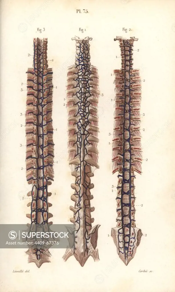 Veins to the spine. Handcolored steel engraving by Corbie of a drawing by Leveille from Dr. Joseph Nicolas Masse's "Petit Atlas complet d'Anatomie descriptive du Corps Humain," Paris, 1864, published by Mequignon-Marvis. Masse's "Pocket Anatomy of the Human Body" was first published in 1848 and went through many editions.