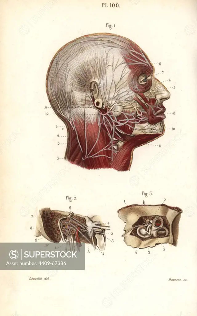 Facial and auditory nerves. Handcolored steel engraving by Davesne of a drawing by Leveille from Dr. Joseph Nicolas Masse's "Petit Atlas complet d'Anatomie descriptive du Corps Humain," Paris, 1864, published by Mequignon-Marvis. Masse's "Pocket Anatomy of the Human Body" was first published in 1848 and went through many editions.