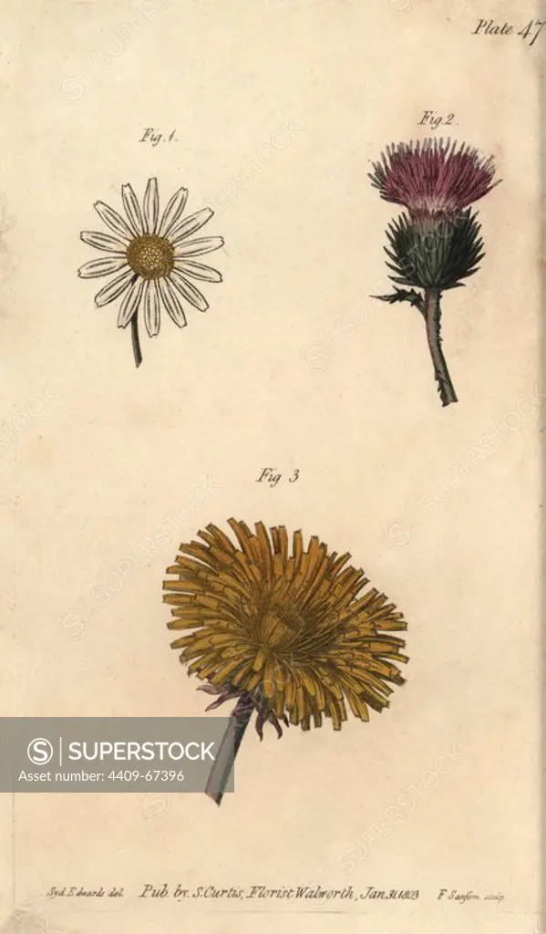 Compound flowers: daisy Bellis perennis, thistle Onopordum acanthium and dandelion Taraxacum. Handcoloured copperplate engraving of a botanical illustration by Sydenham Edwards for William Curtis's "Lectures on Botany, as delivered in the Botanic Garden at Lambeth," 1805. Edwards (1768-1819) was the artist of thousands of botanical plates for Curtis' "Botanical Magazine" and his own "Botanical Register.".