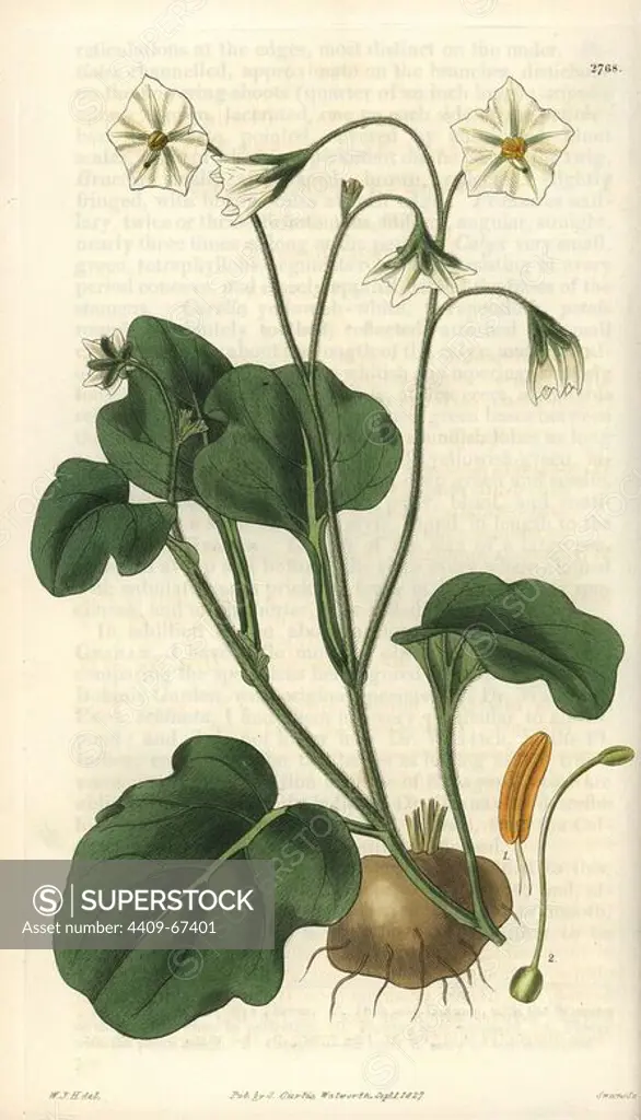 Witheringia montana or solanum montanum. Mountain potato. Illustration by WJ Hooker, engraved by Swan. Handcolored copperplate engraving from William Curtis's "The Botanical Magazine" 1827.. William Jackson Hooker (1785-1865) was an English botanist, writer and artist. He was Regius Professor of Botany at Glasgow University, and editor of Curtis' "Botanical Magazine" from 1827 to 1865. In 1841, he was appointed director of the Royal Botanic Gardens at Kew, and was succeeded by his son Joseph Dalton. Hooker documented the fern and orchid crazes that shook England in the mid-19th century in books such as "Species Filicum" (1846) and "A Century of Orchidaceous Plants" (1849). A gifted botanical artist himself, he wrote and illustrated "Flora Exotica" (1823) and several volumes of the "Botanical Magazine" after 1827.