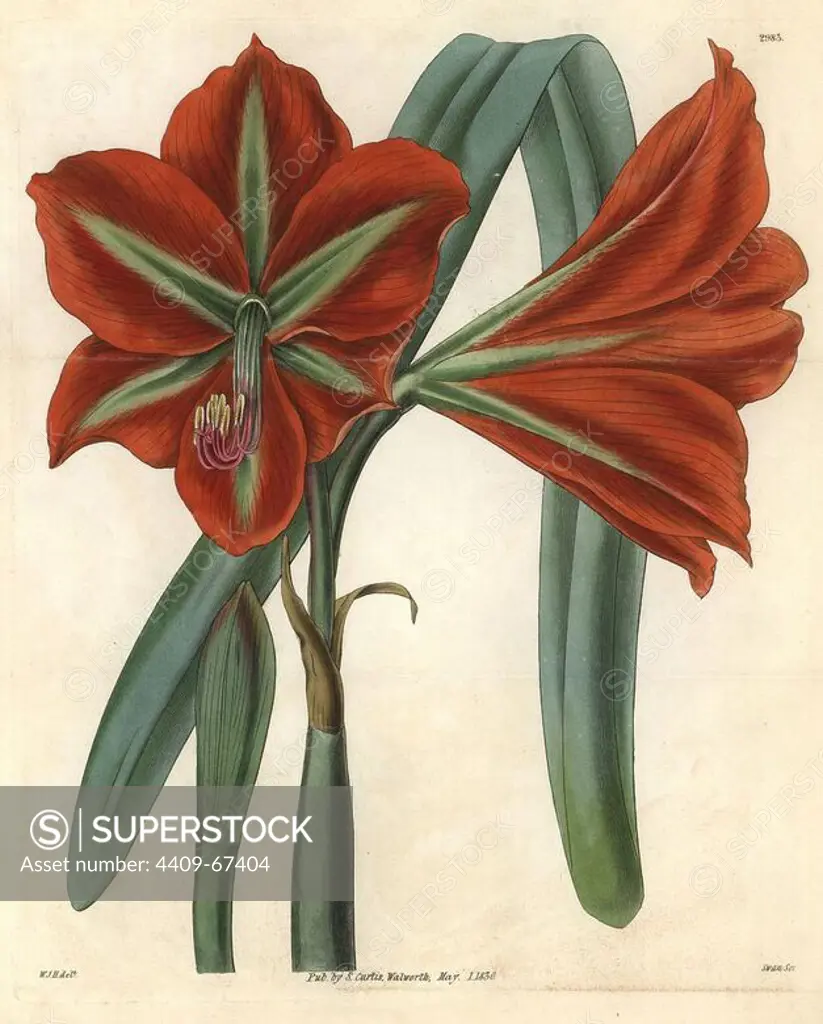 Glaucous-leaved, broad-petaled amaryllis, Amaryllis aulica var. platypetala glaucophylla. Illustration drawn by William Jackson Hooker, engraved by Swan. Handcolored copperplate engraving from William Curtis's "The Botanical Magazine," Samuel Curtis, 1830. Hooker (1785-1865) was an English botanist, writer and artist. He was Regius Professor of Botany at Glasgow University, and editor of Curtis' "Botanical Magazine" from 1827 to 1865. In 1841, he was appointed director of the Royal Botanic Gardens at Kew, and was succeeded by his son Joseph Dalton. Hooker documented the fern and orchid crazes that shook England in the mid-19th century in books such as "Species Filicum" (1846) and "A Century of Orchidaceous Plants" (1849). A gifted botanical artist himself, he wrote and illustrated "Flora Exotica" (1823) and several volumes of the "Botanical Magazine" after 1827.