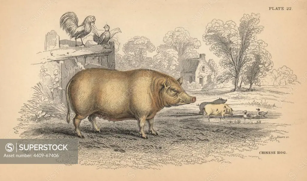 Chinese hog, Sus domestica. Handcoloured engraving on steel by William Lizars from a drawing by James Stewart from Sir William Jardine's "Naturalist's Library: Mammalia, Pachydermes or Thick-Skinned Quadrupeds" published by W. H. Lizars, Edinburgh, 1836.