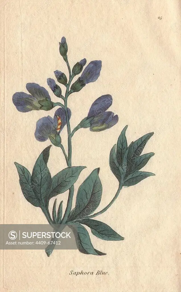 Blue sophora, Sophora australis, with pale blue flowers from Asia and America.. Illustration by Henrietta Moriarty from "Fifty Plates of Greenhouse Plants" (1807), a re-issue of her own "Viridarium" (1806), with handcoloured copperplate engravings. Moriarty was a colonel's widow who turned to writing novels and illustrating botanical books to support her four children.