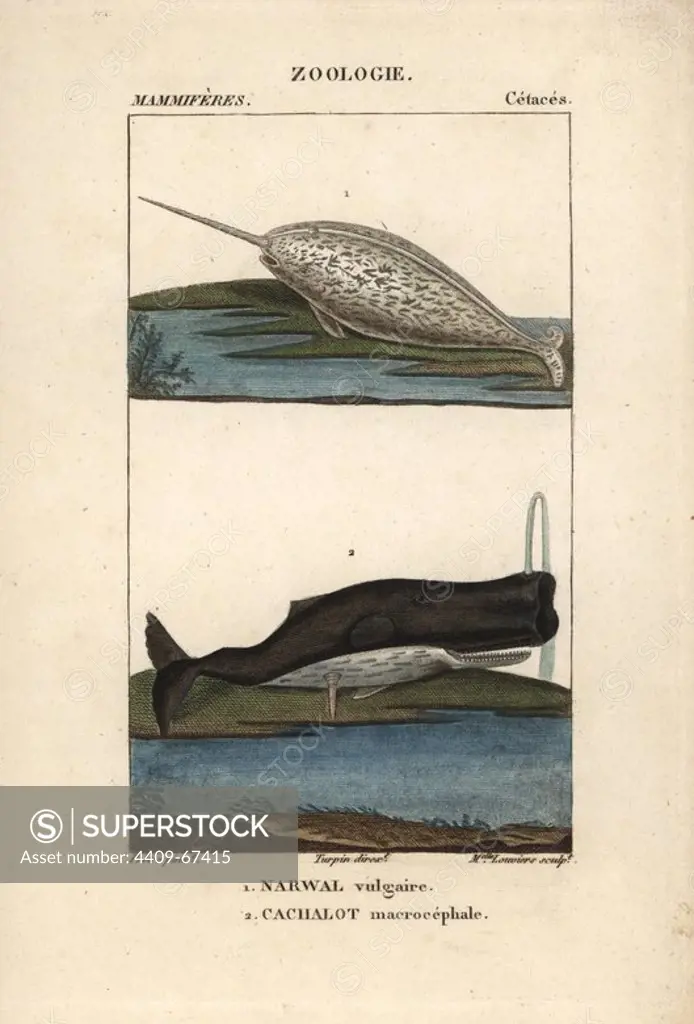 Narwhal or narwhale, Monodon monoceros, and sperm whale, Physeter macrocephalus (vulnerable). Handcoloured copperplate stipple engraving from Frederic Cuvier's "Dictionary of Natural Science: Mammals," Paris, France, 1816. Illustration by J. G. Pretre, engraved by Miss Louviere, directed by Pierre Jean-Francois Turpin, and published by F.G. Levrault. Jean Gabriel Pretre (1780~1845) was painter of natural history at Empress Josephine's zoo and later became artist to the Museum of Natural History. Turpin (1775-1840) is considered one of the greatest French botanical illustrators of the 19th century.
