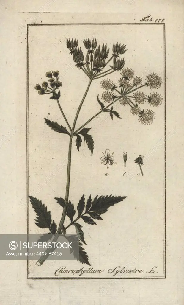 Cow parsley, Anthriscus sylvestris. Handcoloured copperplate botanical engraving from Johannes Zorn's "Afbeelding der Artseny-Gewassen," Jan Christiaan Sepp, Amsterdam, 1796. Zorn first published his illustrated medical botany in Nurnberg in 1780 with 500 plates, and a Dutch edition followed in 1796 published by J.C. Sepp with an additional 100 plates. Zorn (1739-1799) was a German pharmacist and botanist who collected medical plants from all over Europe for his "Icones plantarum medicinalium" for apothecaries and doctors.