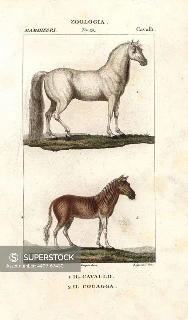 Horse, Equus ferus caballus, and extinct quagga, Equus quagga quagga. Handcoloured copperplate stipple engraving from Jussieu's "Dictionary of Natural Science," Florence, Italy, 1837. Illustration by J. G. Pretre, engraved by Ziguani, directed by Pierre Jean-Francois Turpin, and published by Batelli e Figli. Jean Gabriel Pretre (1780~1845) was painter of natural history at Empress Josephine's zoo and later became artist to the Museum of Natural History. Turpin (1775-1840) is considered one of the greatest French botanical illustrators of the 19th century.