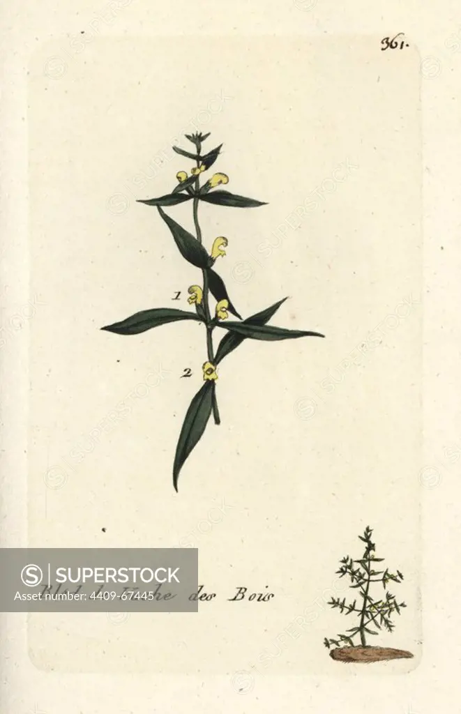 Small cow-wheat, Melampyrum sylvaticum. Handcoloured botanical drawn and engraved by Pierre Bulliard from his own "Flora Parisiensis," 1776, Paris, P. F. Didot. Pierre Bulliard (1752-1793) was a famous French botanist who pioneered the three-colour-plate printing technique. His introduction to the flowers of Paris included 640 plants.