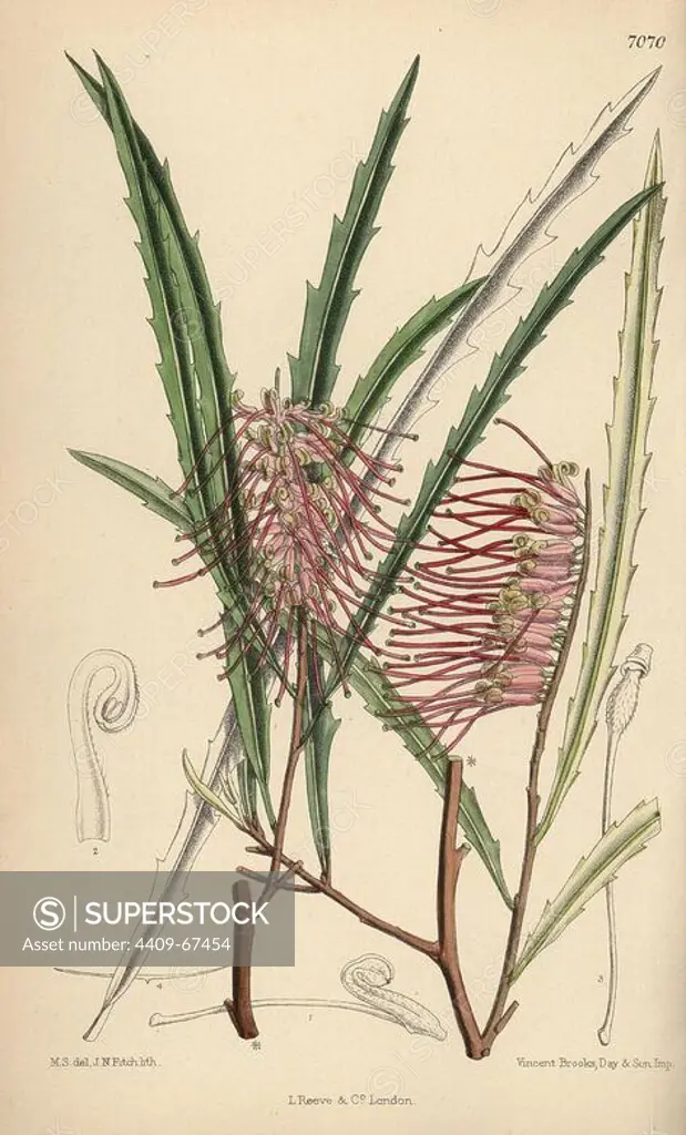 Grevillea aspleniifolia, pink evergreen plant native to New South Wales, Australia. Hand-coloured botanical illustration drawn by Matilda Smith and lithographed by J.N. Fitch from Joseph Dalton Hooker's "Curtis's Botanical Magazine," 1889, L. Reeve & Co. A second-cousin and pupil of Sir Joseph Dalton Hooker, Matilda Smith (1854-1926) was the main artist for the Botanical Magazine from 1887 until 1920 and contributed 2,300 illustrations.