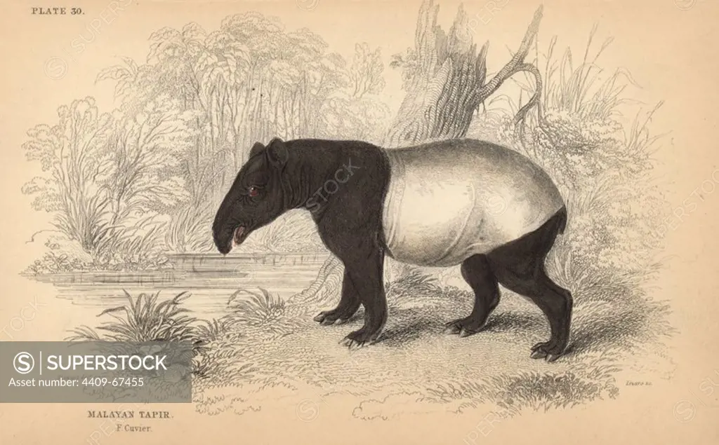 Malayan or Asian tapir, Tapirus indicus, endangered. Handcoloured engraving on steel by William Lizars from a drawing by James Stewart from Sir William Jardine's "Naturalist's Library: Mammalia, Pachydermes or Thick-Skinned Quadrupeds" published by W. H. Lizars, Edinburgh, 1836.
