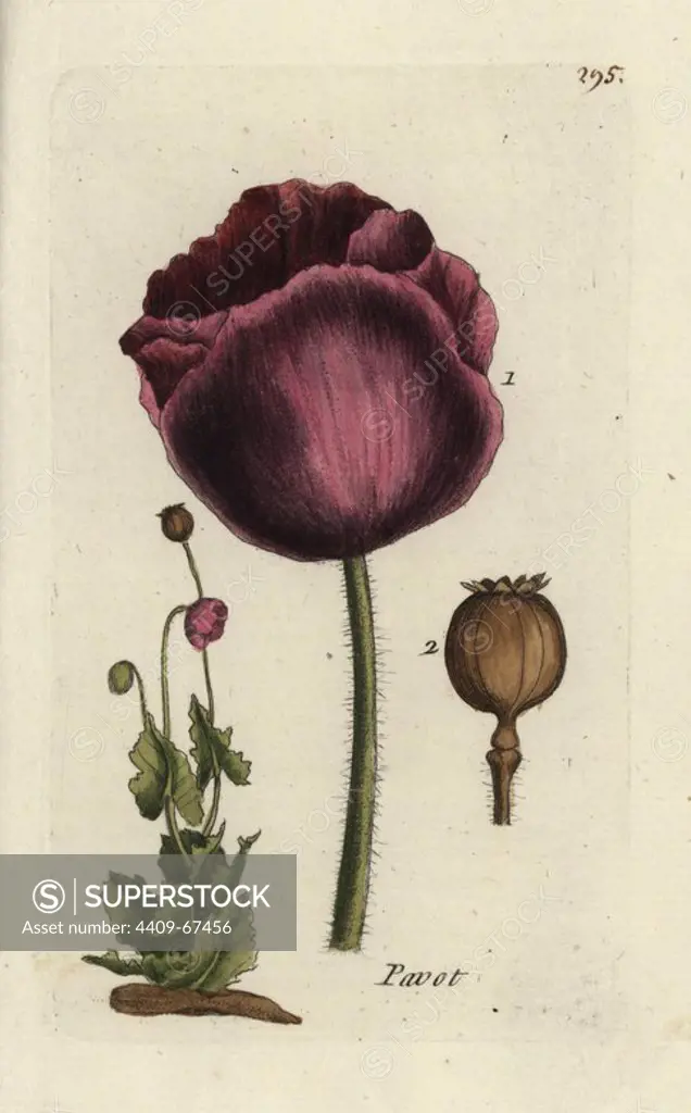 Opium poppy, Papaver somniferum. Handcoloured botanical drawn and engraved by Pierre Bulliard from his own "Flora Parisiensis," 1776, Paris, P. F. Didot. Pierre Bulliard (1752-1793) was a famous French botanist who pioneered the three-colour-plate printing technique. His introduction to the flowers of Paris included 640 plants.