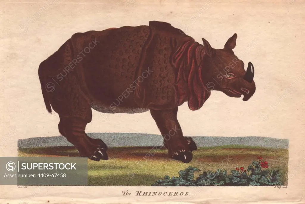 Rhinoceros Diceros bicornis . Hand-colored copperplate engraving from a drawing by Johann Ihle from Ebenezer Sibly's "Universal System of Natural History" 1794. The prolific Sibly published his Universal System of Natural History in 1794~1796 in five volumes covering the three natural worlds of fauna, flora and geology. The series included illustrations of mythical beasts such as the sukotyro and the mermaid, and depicted sloths sitting on the ground (instead of hanging from trees) and a domesticated female orang utan wearing a bandana. The engravings were by J. Pass, J. Chapman and Barlow copied from original drawings by famous natural history artists George Edwards, Albertus Seba, Maria Sybilla Merian, and Johann Ihle.