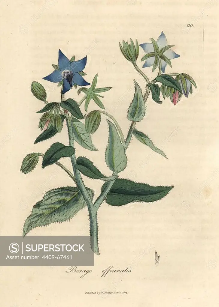 Blue flowered borage, Borago officinalis. Handcolored copperplate engraving from a botanical illustration by James Sowerby from William Woodville and Sir William Jackson Hooker's "Medical Botany" 1832. The tireless Sowerby (1757-1822) drew over 2,500 plants for Smith's mammoth "English Botany" (1790-1814) and 440 mushrooms for "Coloured Figures of English Fungi " (1797) among many other works.