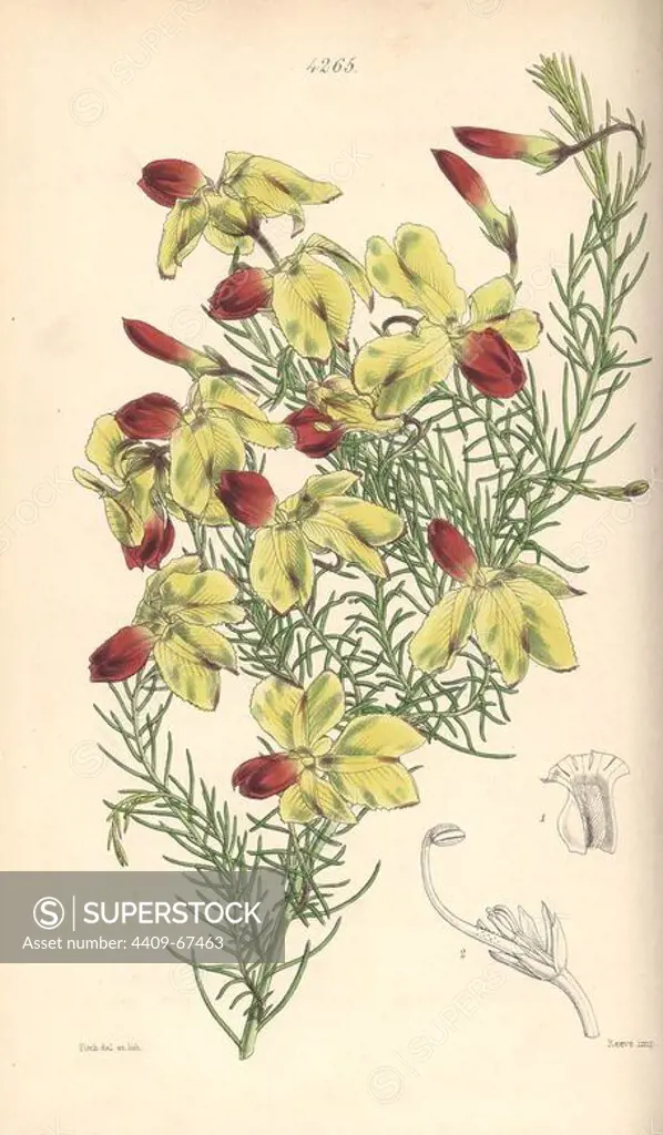 Drooping leschenaultia, Leschenaultia arcuata. Hand-coloured botanical illustration drawn and lithographed by Walter Hood Fitch for Sir William Jackson Hooker's "Curtis's Botanical Magazine," London, Reeve Brothers, 1846. Fitch (1817~1892) was a tireless Scottish artist who drew over 2,700 lithographs for the "Botanical Magazine" starting from 1834.