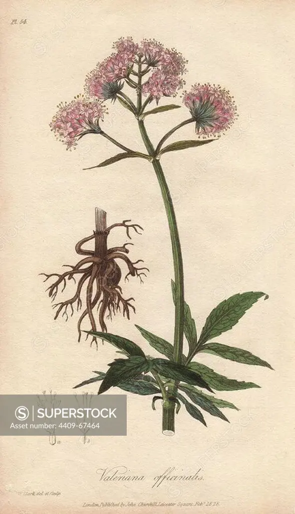 Valerian, Valeriana officinalis. Handcoloured botanical illustration drawn and engraved on steel by William Clark from John Stephenson and James Morss Churchill's "Medical Botany: or Illustrations and descriptions of the medicinal plants of the London, Edinburgh, and Dublin pharmacopias," John Churchill, London, 1831. William Clark was former draughtsman to the London Horticultural Society and illustrated many botanical books in the 1820s and 1830s.
