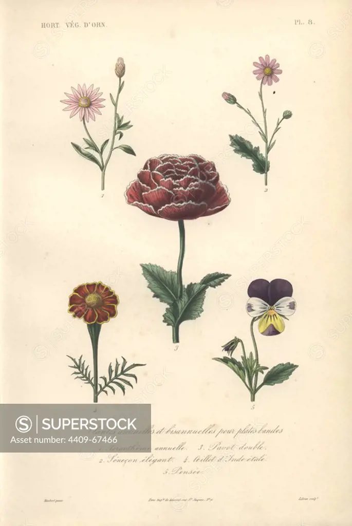 Five annuals: xeranthemum, large purple poppy (Papaver), purple ragwort (Senecio elegans), French marigold (Tagetes patula) and pansy (Viola tricolor). Plantes Annuelles: 1) Xerantheme Annuelle 2) Senecon elegant 3) Pavot Double 4) Oeillet d'Inde 5) Pensee . Handcolored lithograph by Edouard Maubert for Herincq's "Le Regne Vegetal" (1865).