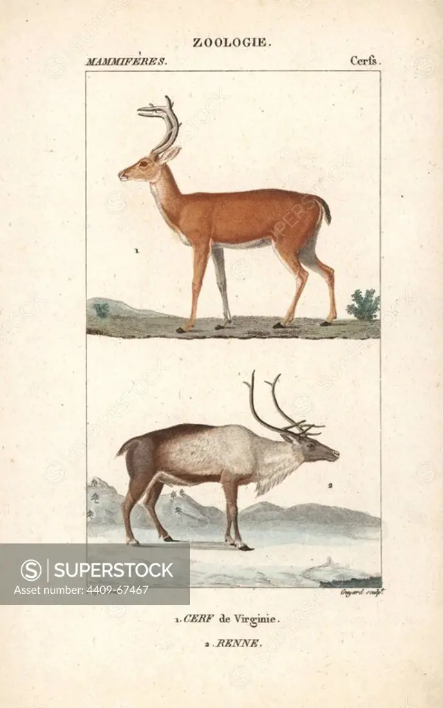 White-tailed or Virginia deer, Odocoileus virginianus, and reindeer, Rangifer tarandus. Handcoloured copperplate stipple engraving from Frederic Cuvier's "Dictionary of Natural Science: Mammals," Paris, France, 1816. Illustration by J. G. Pretre, engraved by Massard, directed by Pierre Jean-Francois Turpin, and published by F.G. Levrault. Jean Gabriel Pretre (1780~1845) was painter of natural history at Empress Josephine's zoo and later became artist to the Museum of Natural History. Turpin (1775-1840) is considered one of the greatest French botanical illustrators of the 19th century.