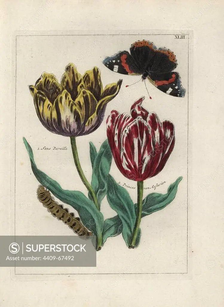 Tulip varieties, Sans Pareille and Princes van Asturien, Tulipa gesneriana, with butterfly and caterpillar. Handcoloured copperplate botanical engraving from "Nederlandsch Bloemwerk" (Dutch Flower Arrangements), Amsterdam, J.B. Elwe, 1794. The artist of the fine plates is a mystery: the title bouquet has the signature of Paul Theodor van Brussel (1754-1795), the Dutch flower painter, and one auricula is "drawn from life" by A. Bres. According to Hunt, 30 plates show the influence of the famous French artist Nicolas Robert (1614-1685).