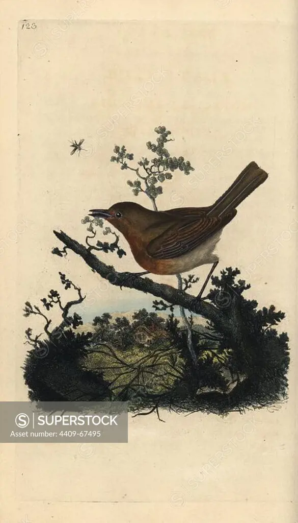 Robin redbreast, Erithacus rubecula. Handcoloured copperplate drawn and engraved by Edward Donovan from his own "Natural History of British Birds," London, 1794-1819. Edward Donovan (1768-1837) was an Anglo-Irish amateur zoologist, writer, artist and engraver. He wrote and illustrated a series of volumes on birds, fish, shells and insects, opened his own museum of natural history in London, but later he fell on hard times and died penniless.
